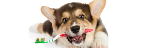 L'igiene orale nei cani