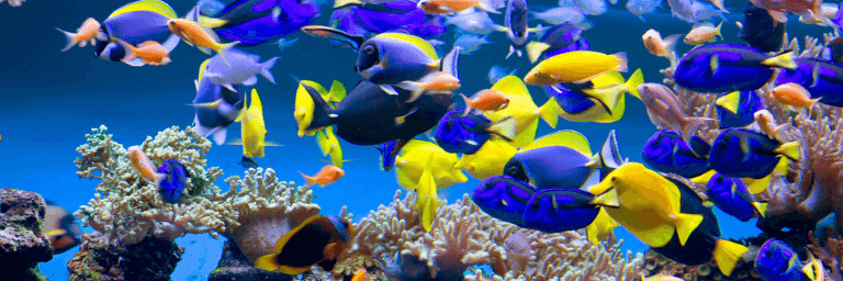 L'acquario e le tipologie di pesci