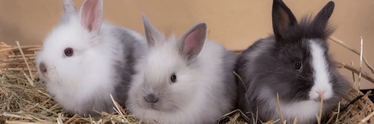 Cosa sapere sui conigli nani?