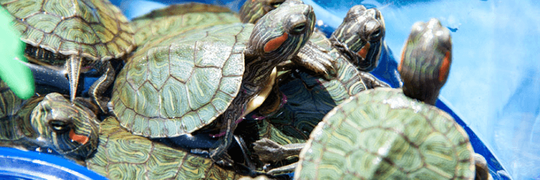 Le tartarughe: cosa sapere?
