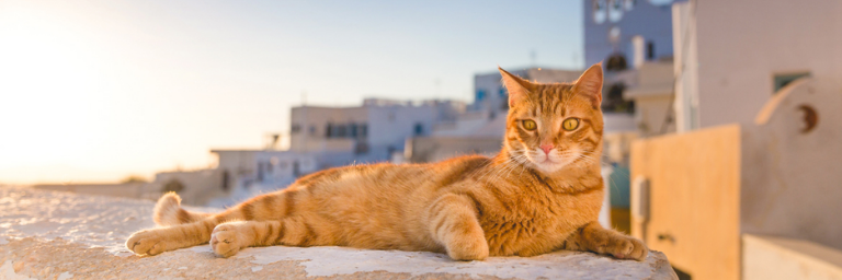 Viaggiare con il proprio gatto