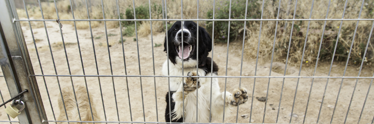 La scelta del cane giusto