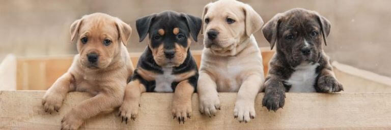 Le fasi comportamentali del cucciolo