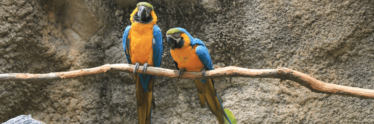 I colori del pappagallo 