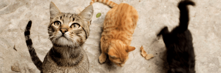 Giornata del Gatto il 17 febbraio