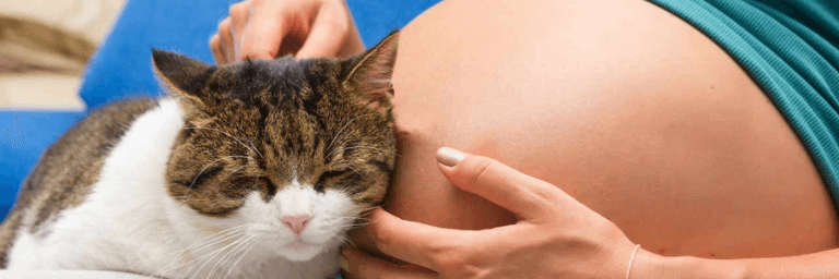 Il gatto e la toxoplasmosi