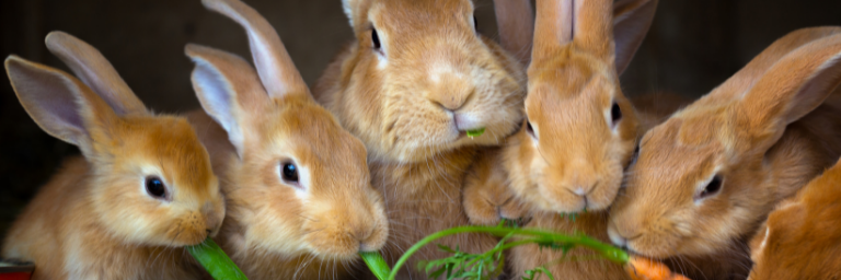 Curiosità e caratteristiche del coniglio