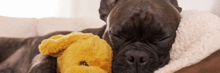 Cucce da interno per cani: i migliori brand