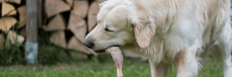 alimenti monoproteici, cosa sono e quando utilizzarli