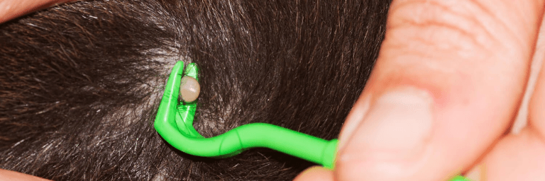 Rimedi per togliere le zecche ai cani