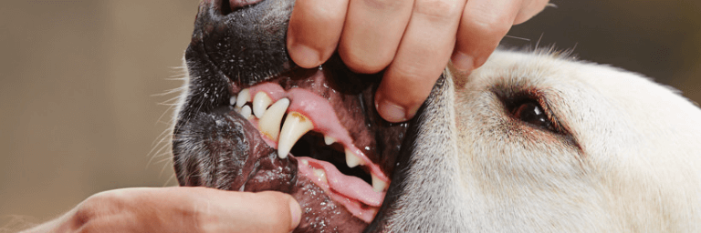 Principali problemi e i sintomi di infezione dentale dei cani