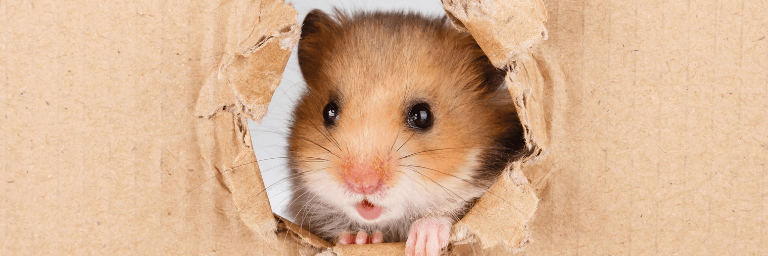 Il criceto e i suoi comportamenti