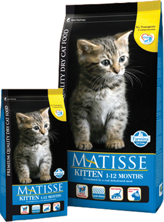 Matisse Kitten
